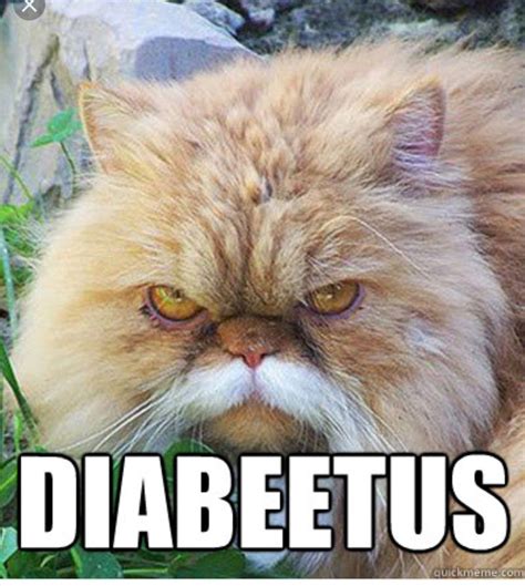Diabeetus Cat Cats Cat Memes Crazy Cats