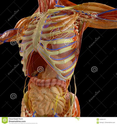 The area just under the bottom part of the rib cage is the abdomen and not the chest cavity as is commonly thought. Human Body, X-ray View Of The Respiratory Apparatus And ...