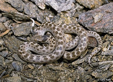 Do rattlesnakes come out at night. idahoherps / Hypsiglena torquata, Night snake