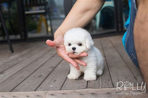 Winston Bichon Frise Rolly Teacup Puppies