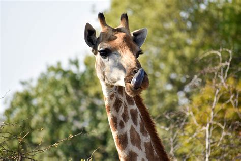 Giraffe tongue out gif giraffe tongueout discover share gifs. Giraffe tongue - Hillfamily dot net