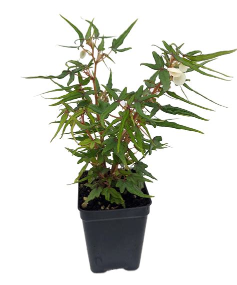 Mini Maple Leaf Begonia Plant 25 Pot Terrariumfairy Gardenhouse