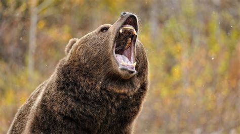 Petition Aiming To Stop Delisting Of Yellowstone Grizzly Growing Huge