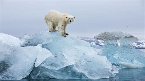 Study Finds Some Hope For Polar Bears In An Arctic With Less Sea Ice Vox