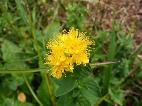 Photos Of Bulgaria Flowers