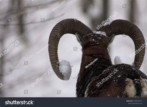 Male Mouflon Ovis Orientalis Winter Scene Stock Photo 1528234019