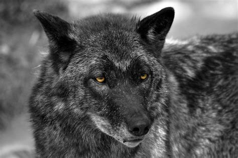 Black Wolf Wallpapers Images Photos Pictures Backgrounds