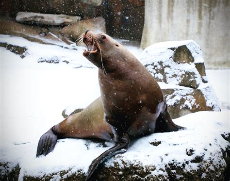 Alaska Magazine Alaska Sealife Center Saves Marine Wildlife