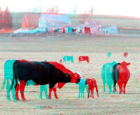Animals 14 3d Pictures View Using Redblue Anaglyph Glasses