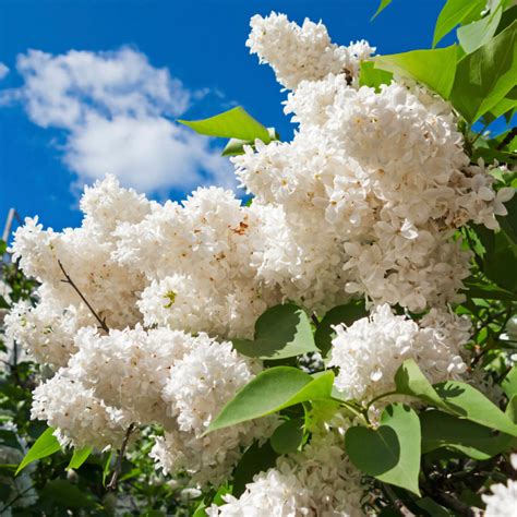 How To Grow Lilacs Plant Instructions