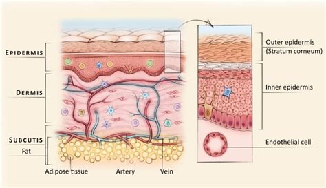 The Skin Atlas