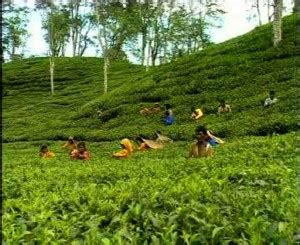 Been to better tea gardens than this in darjeeling and dooars. Beautiful Bangladesh: Tea Garden