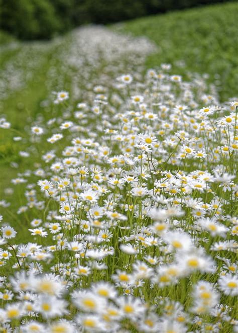 Chamomile Flowers Fill Summer Field In Panshanger Stock Photo Image