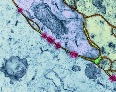 Zonula Adherens Between Neurons Photograph By Dennis Kunkel Microscopy