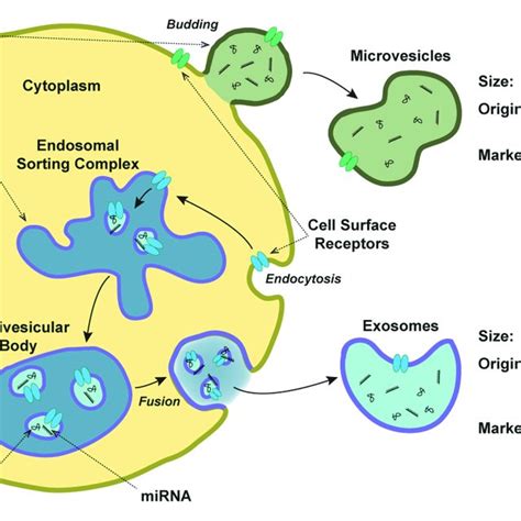 EVs As Mediators Of Intercellular Communication In The Calcifying