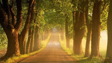 Free Download Trees Road Wallpapers 1920x1080 1113690 1920x1080 For