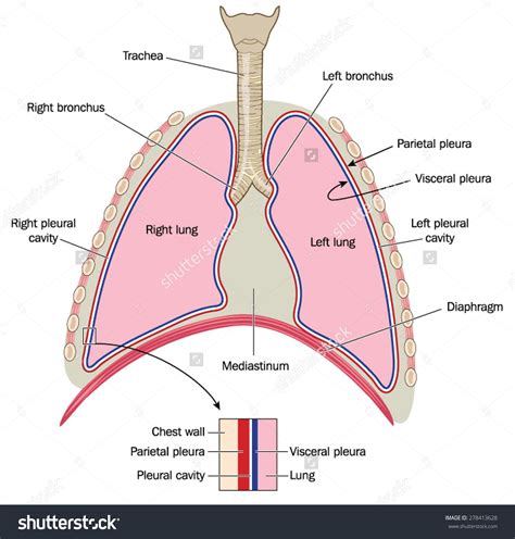 The Lungs Trachea And Bronchi Mediastinum And Detail Of Chest Wall