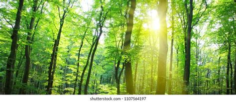 Summer Forest Sun Light Stock Photo Edit Now 1107564197