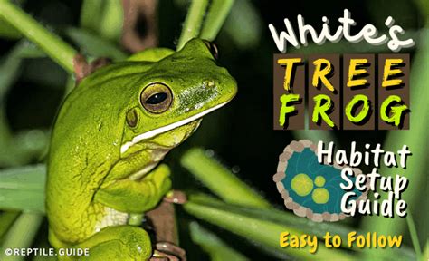 Whites Tree Frog Habitat Setup Guide Easy To Follow