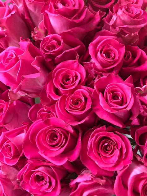 Rose Fushia Hot Pink Flowers Pretty Flowers Magenta Rosé Aesthetic Flower Aesthetic