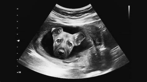 How To Know If My Dog Is Pregnant Youtube