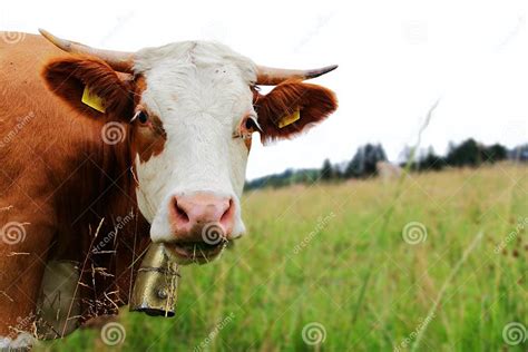 Pretty Simmental Cattle With Horns And Bell On The Pasture Stock Image