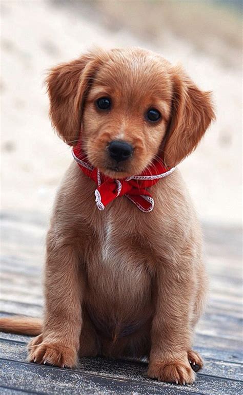 45 Adorable Cute Puppies Incredible Snaps