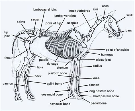 Horse Skeleton Diagram Horse Bones Horse Anatomy Animal Skeletons