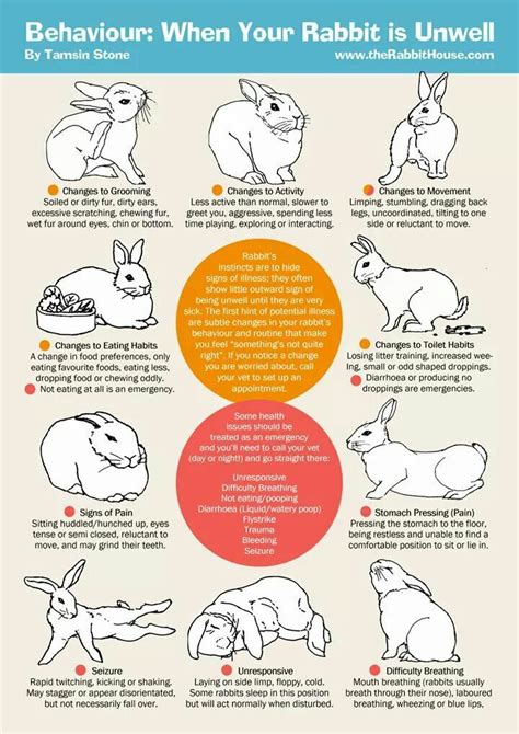 Pin By Jackie Wilson On Rabbit Care Pet Bunny Rabbits Pet Rabbit