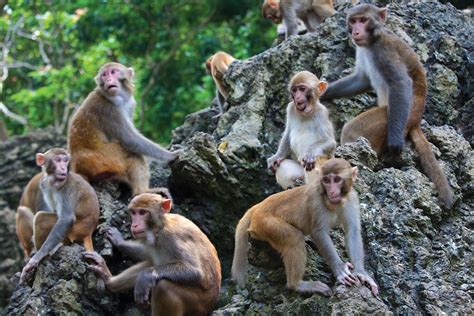 Female Rhesus Macaques Have A Strict Hierarchy But The Subordinates