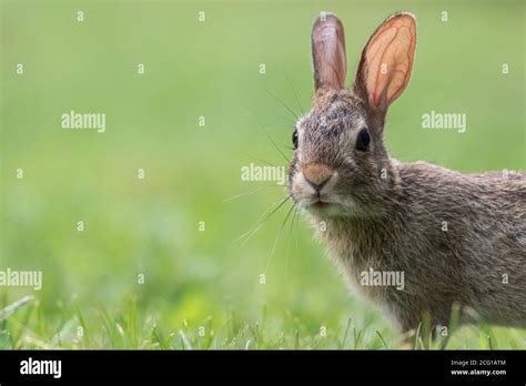 Eastern Cottontail Rabbit Sylvilagus Floridanus Closeup In The Grass