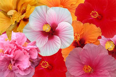 Top Show Me A Picture Of A Hibiscus Decor And Design Ideas In Hd Images