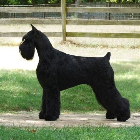 Giant Schnauzer Breeder Histyle Giant Schnauzers Giant Schnauzer Schnauzer Breed Schnauzer