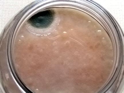 We did not find results for: Things I know about Kombucha: Is that mold on my kombucha?
