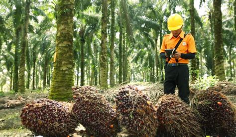 Connected Plantations Using Technology To Improve Palm Oil Efficiency