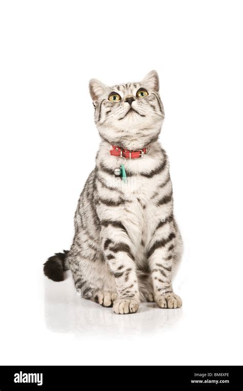 Portrait Of A Male British Shorthair Silver Tabby Cat Against A Pure