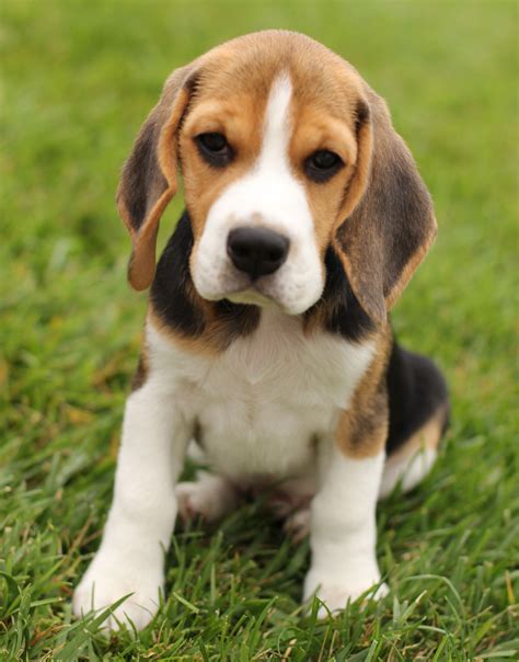 Clarence Puppy Cute Beagles Beagle Puppy Puppies