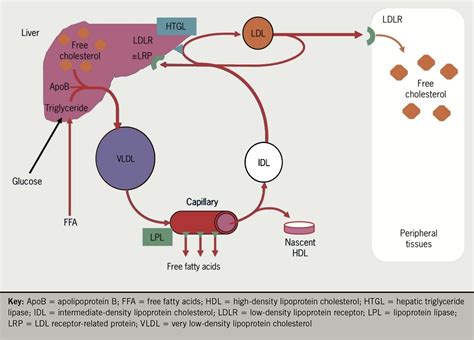 Lipids Module 1 Lipid Metabolism And Its Role In Atherosclerosis The