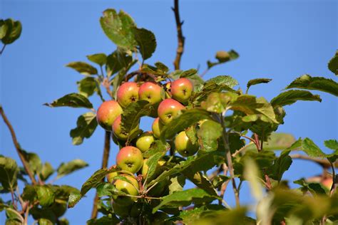 When To Plant Apple Trees