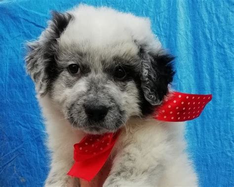 Padova zona san carlo vendesi appartamento ben curato, di 110 mq. Padova: CLOE MORBIDA CUCCIOLETTA: #regalo #cuccioli #cani ...