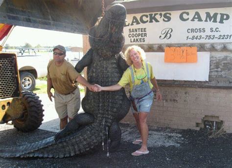 Biggest Gator Ever South Carolina Hunting
