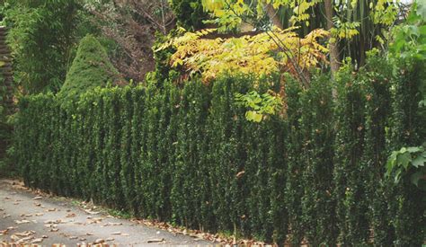 Tall Shrubs For Narrow Areas Gates And Associates