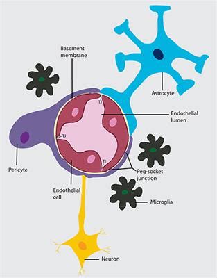 Frontiers Development And Function Of The Blood Brain Barrier In The Context Of Metabolic