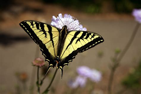 File Swallowtail Butterfly 2 Wikipedia