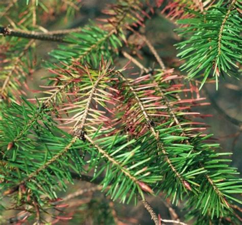 Blue Spruce Tree Needles Turning Brown Red Cedar Inc