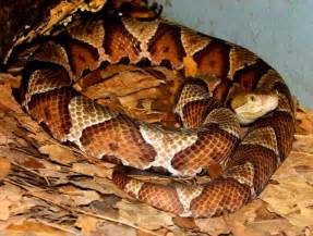 The northern copperhead preys upon insects (especially cicadas 