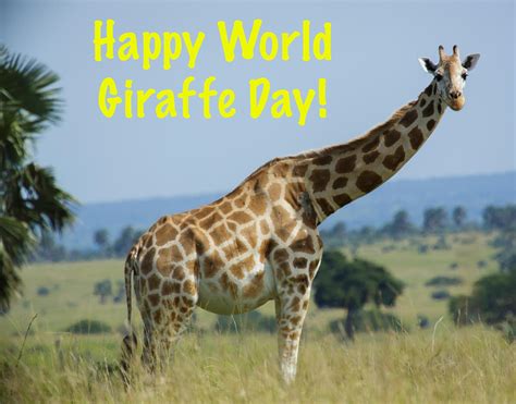 Happy World Giraffe Day By Uranimated18 On Deviantart
