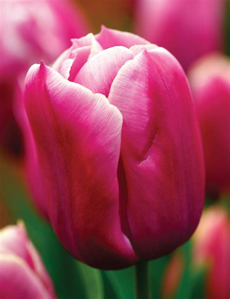 Tulip Holland Beauty Tesselaar