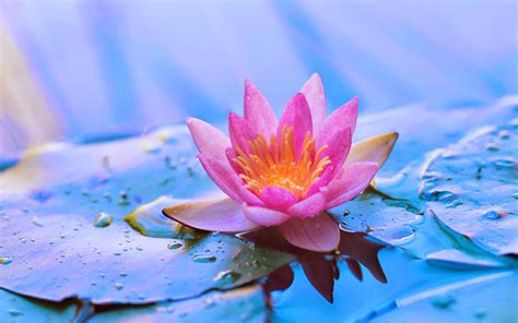 Tons of awesome flowers 4k wallpapers to download for free. Free download wallpapers Lotus Flower Wallpapers ...