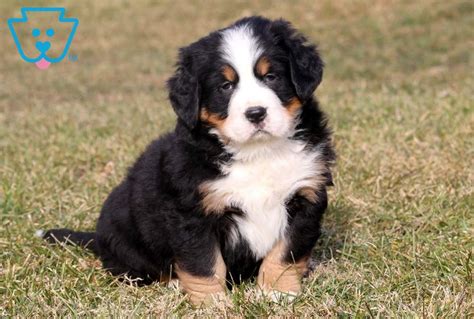 Tippy Bernese Mountain Dog Puppy For Sale Keystone Puppies